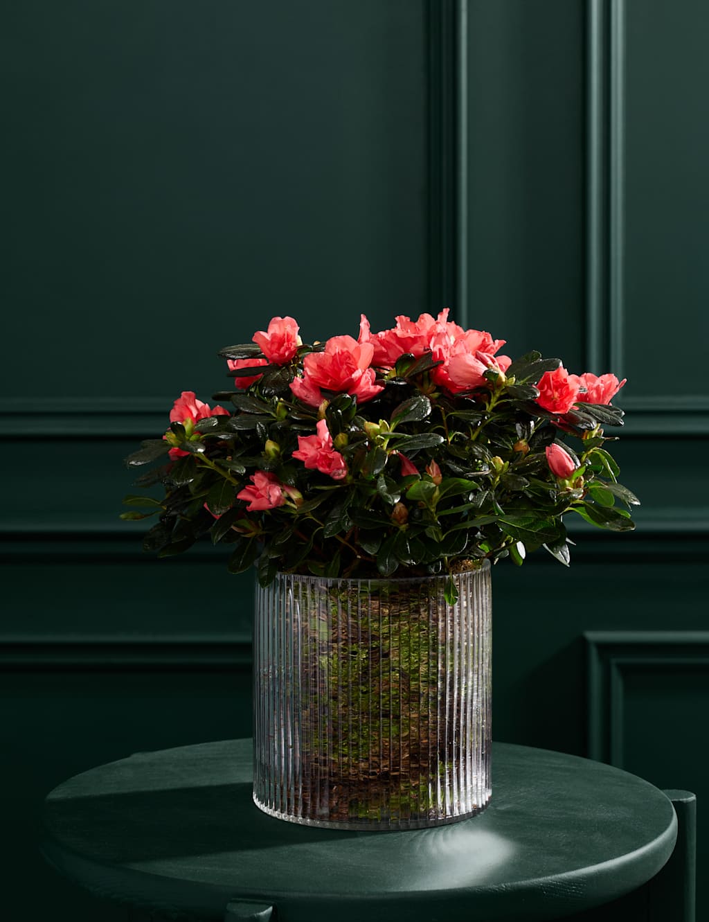 Flower Market Christmas Azalea In Glass Pot