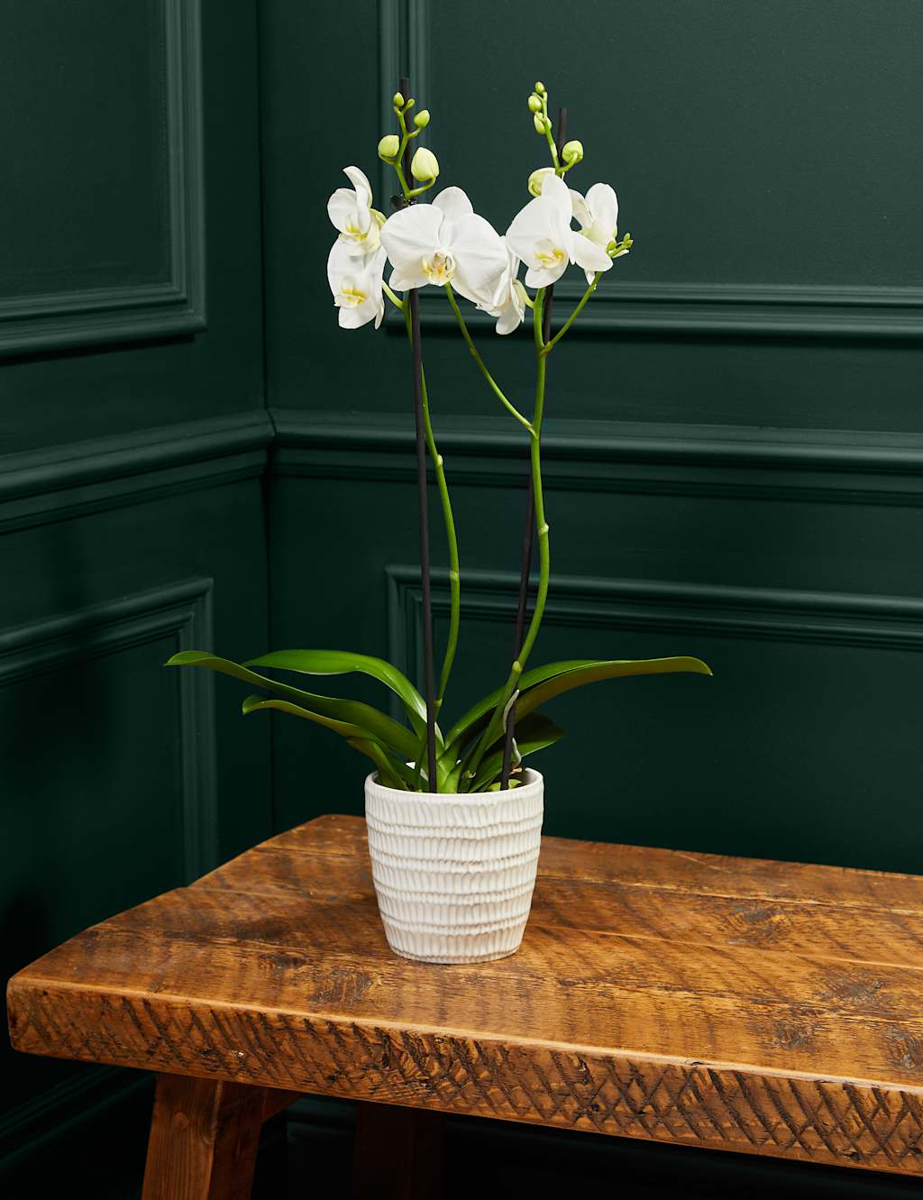 Large White Phalaenopsis Orchid in Ceramic Pot