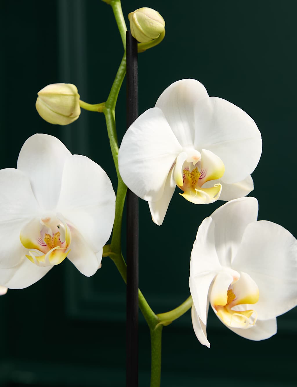 Large White Phalaenopsis Orchid in Ceramic Pot