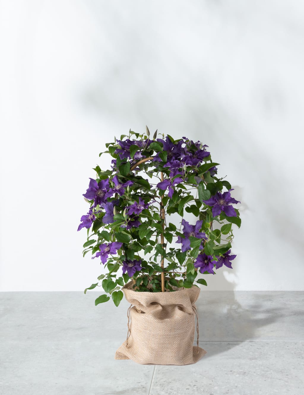 M&SClematis-Sacha image