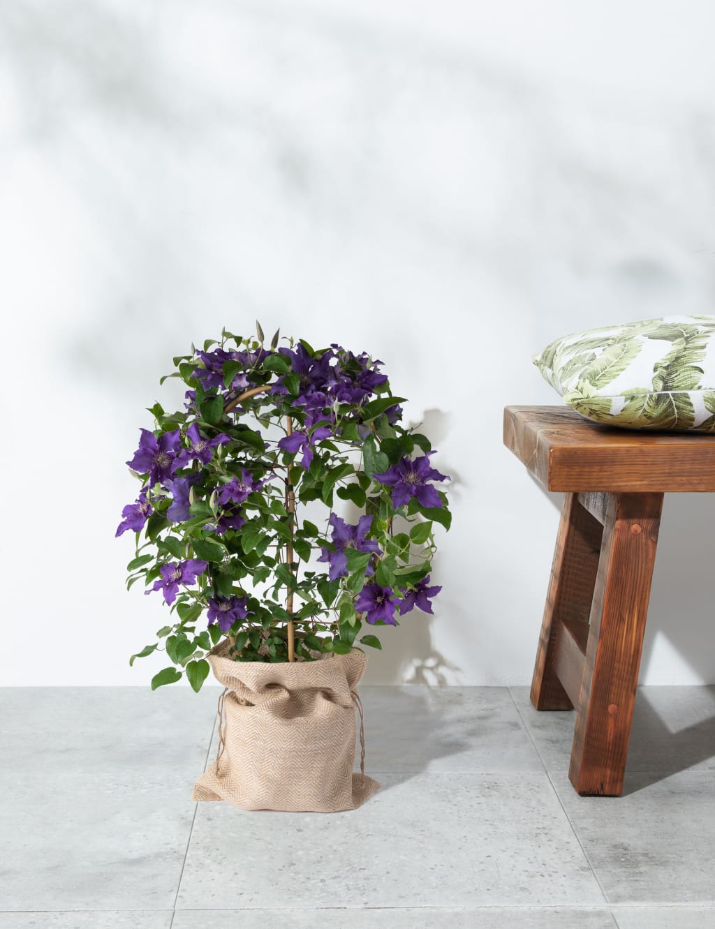 Clematis - Sacha