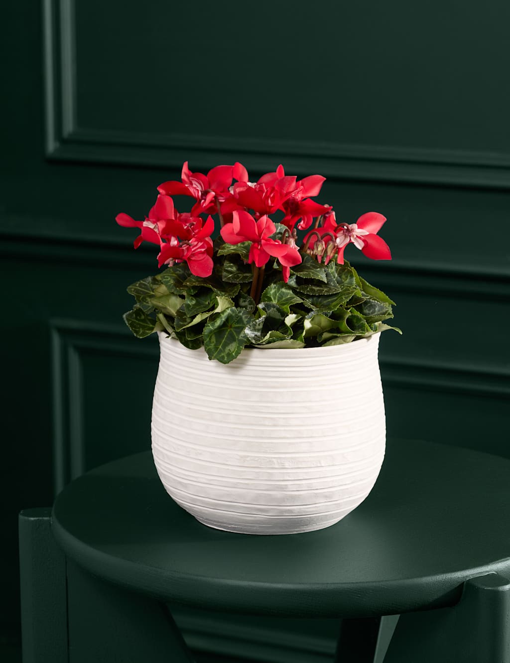 Flower Market Djix Cyclamen in Ceramic Pot image