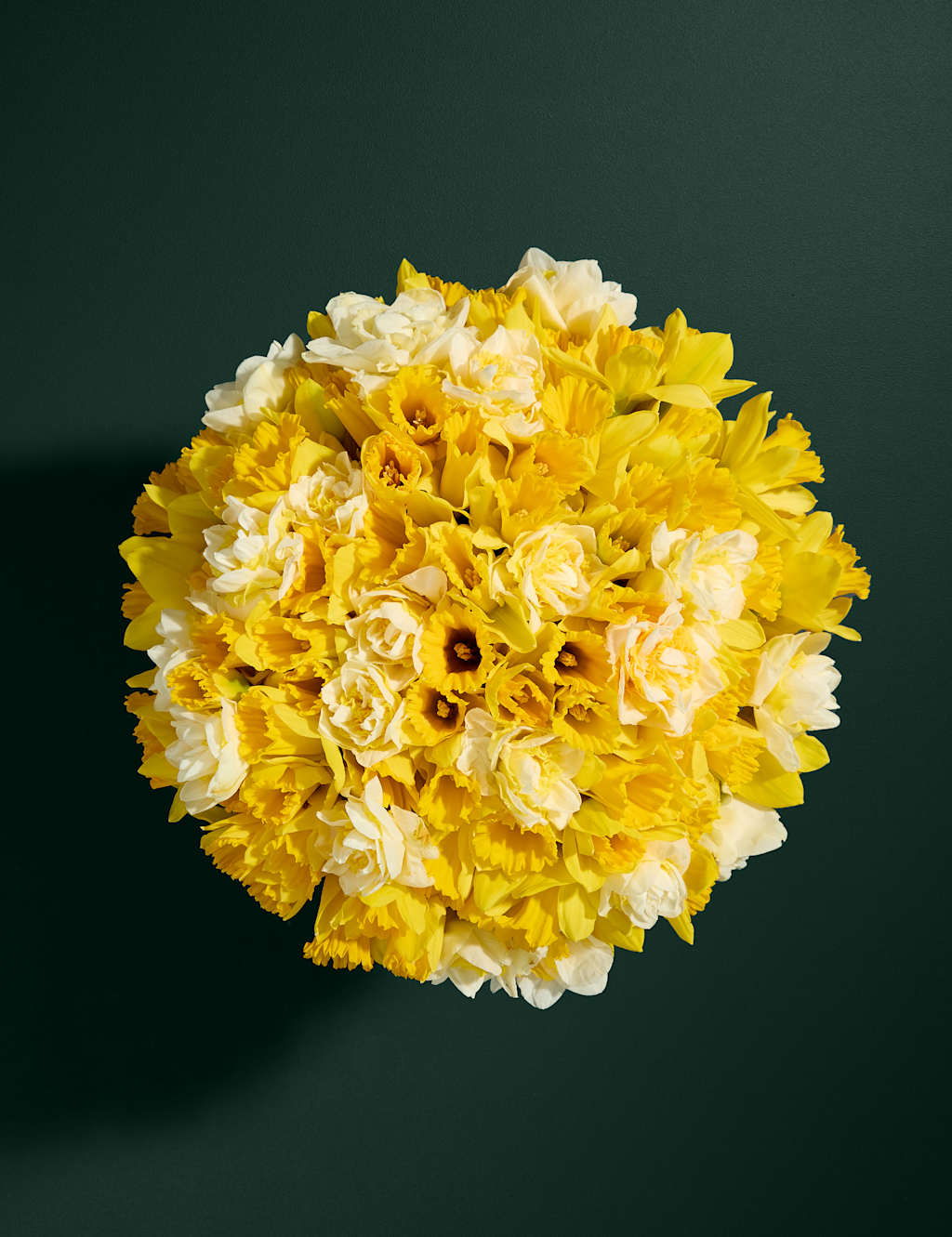 100 British Daffodils
