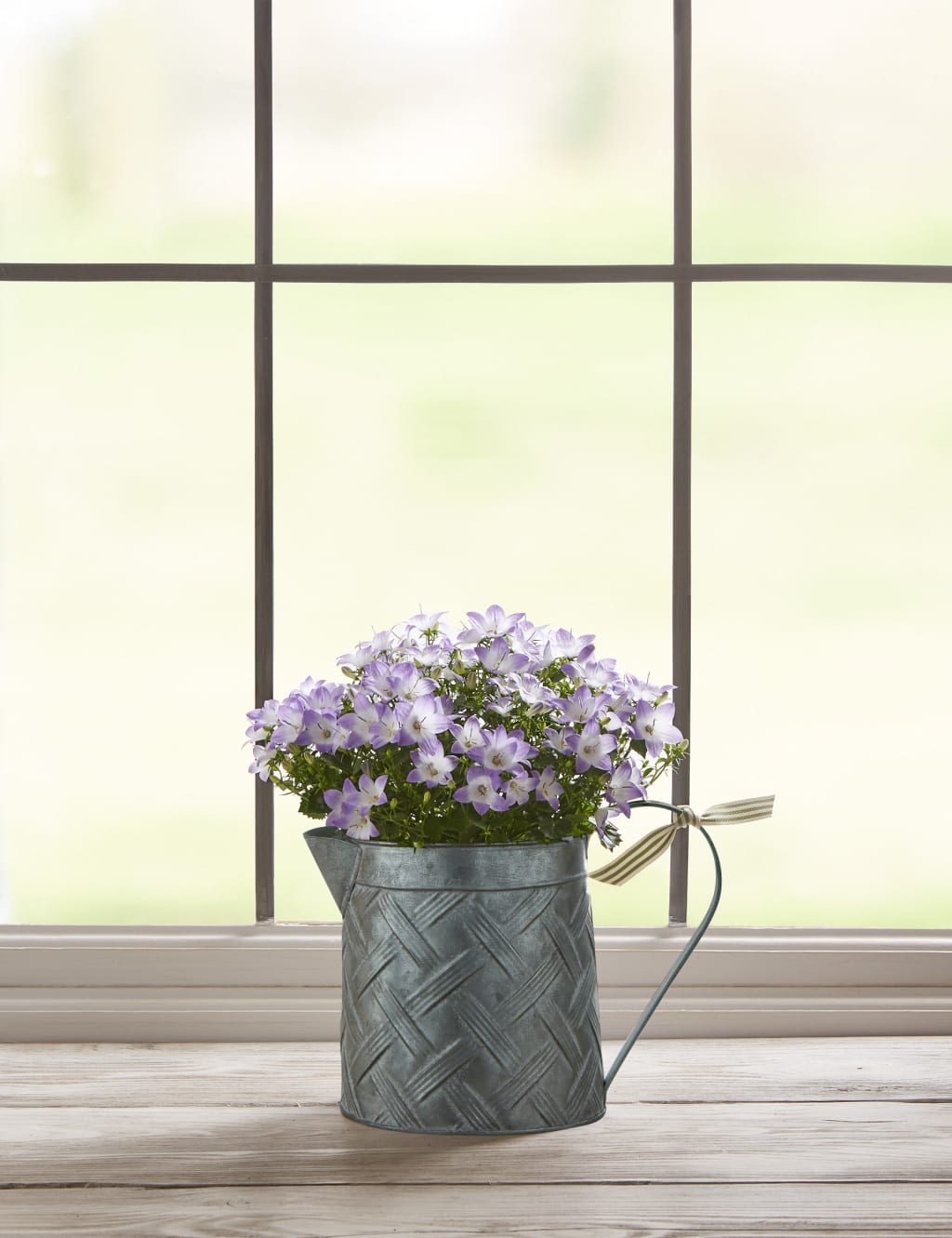 Campanula Jug House Plant