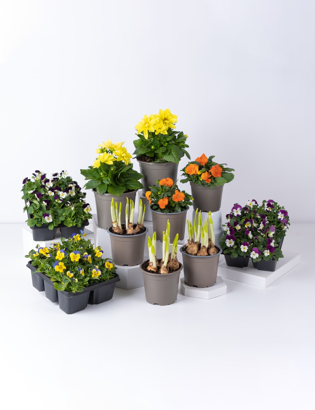 Spring Sunshine Garden Border Bundle