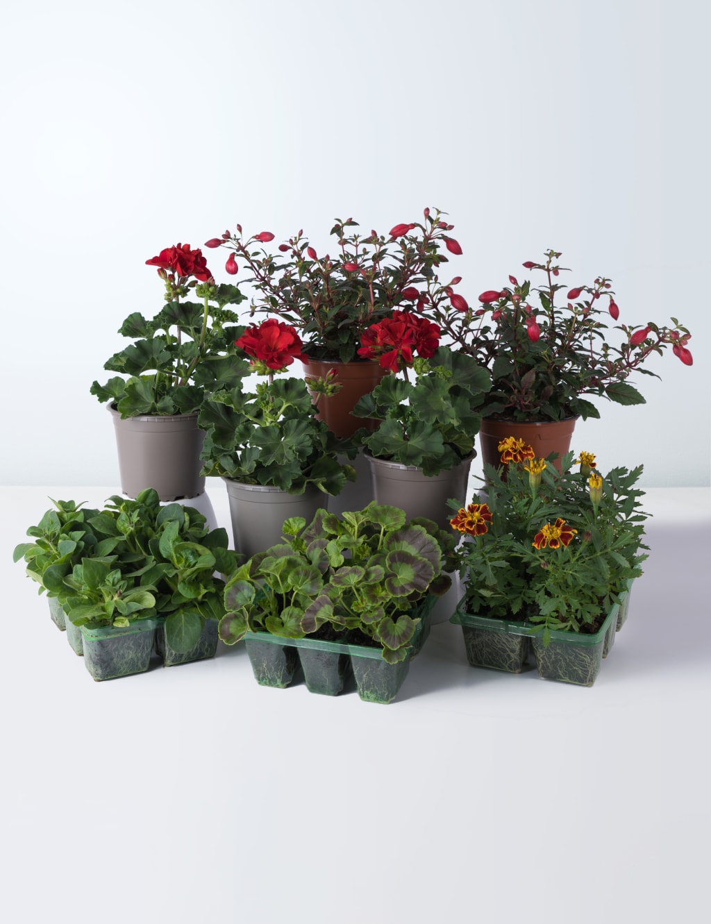 Multicoloured Summer Garden Plant Bundle
