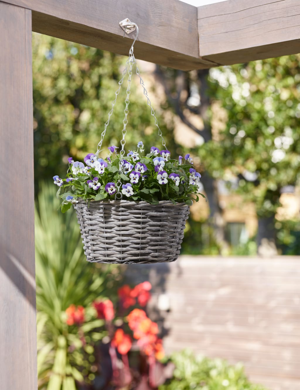 Pansy Hanging Basket