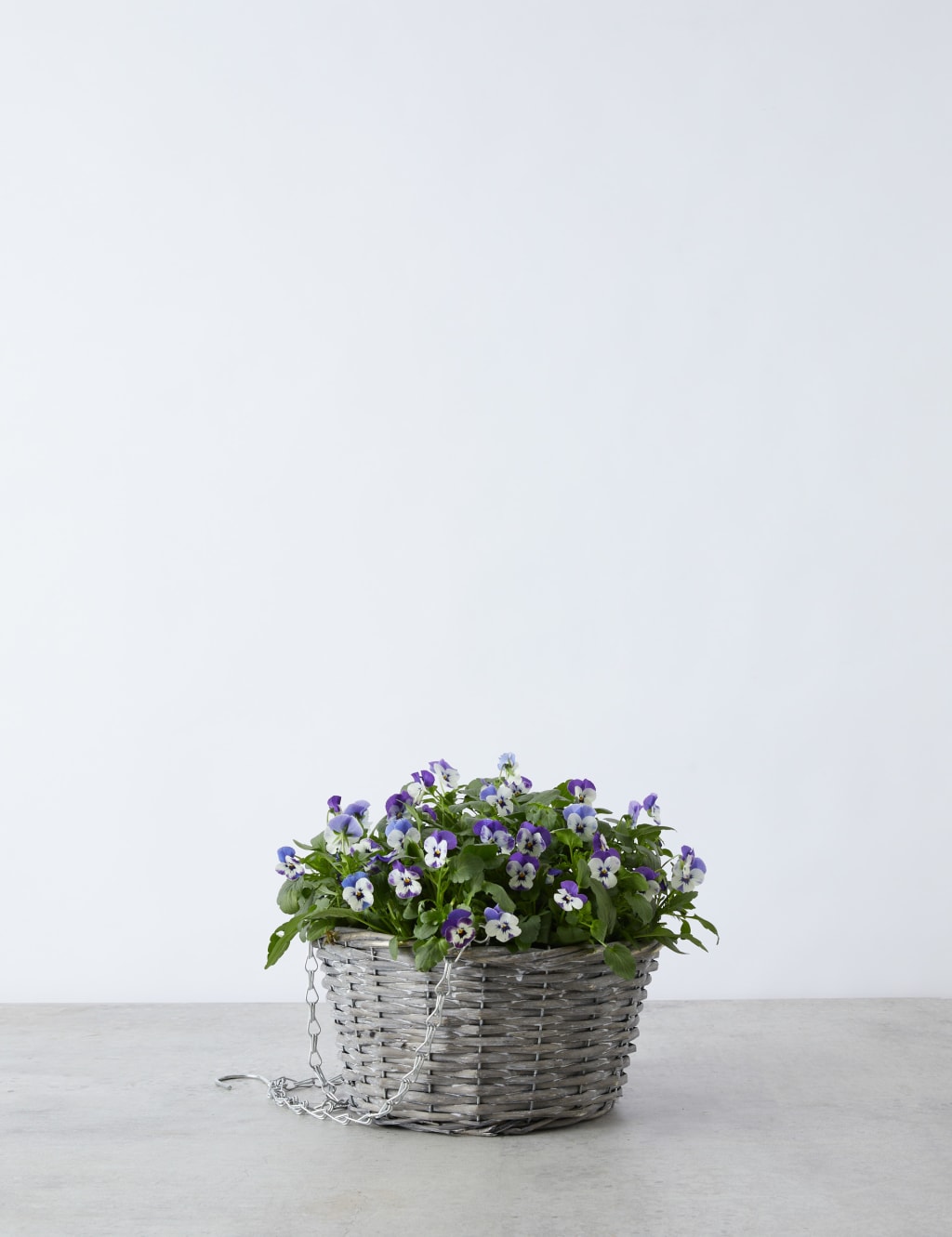 Pansy Hanging Basket