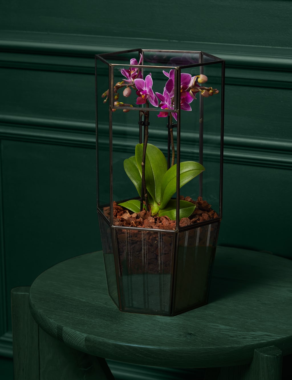 Phaelanopsis Purple Orchid in Glass Terrarium