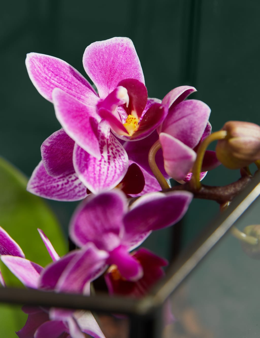 Phaelanopsis Purple Orchid in Glass Terrarium