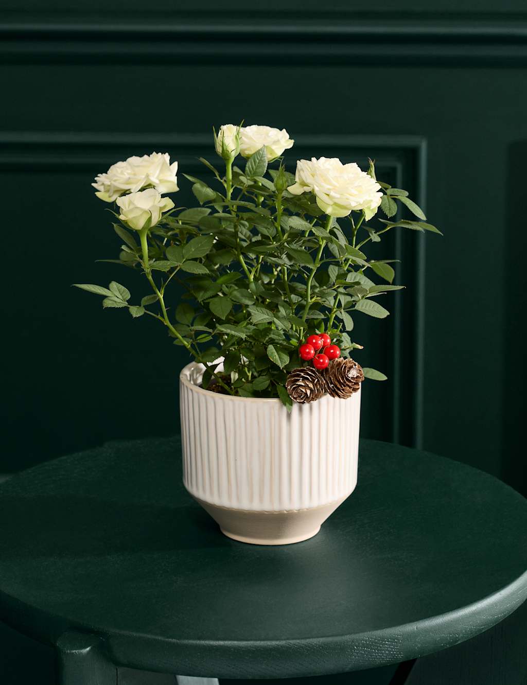 Flower Market Christmas White Rose in Ceramic Pot image