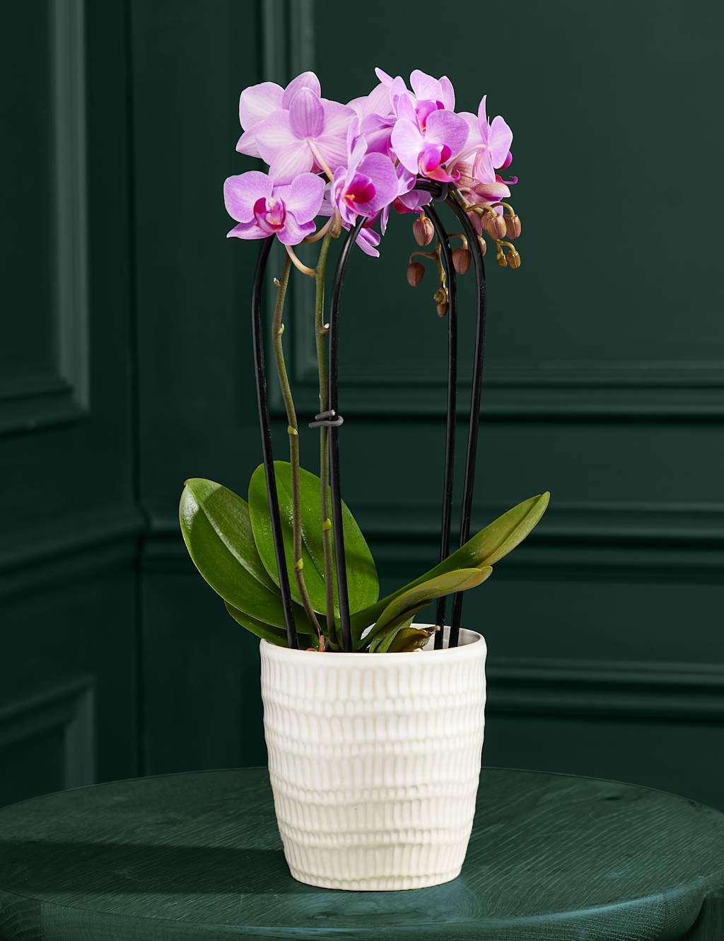 Purple Miniature Phalaenopsis Cascade Orchid in Ceramic Pot