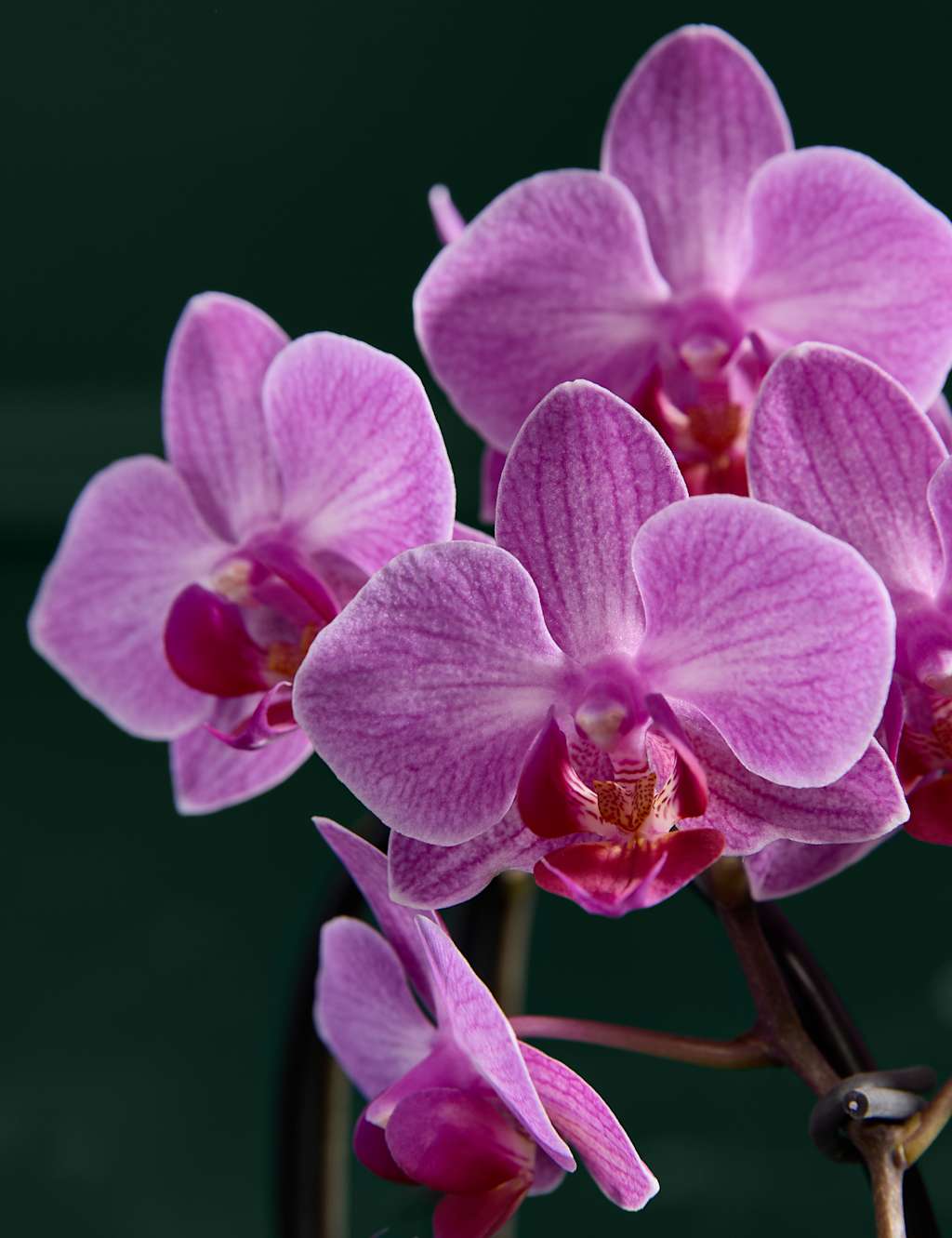Purple Miniature Phalaenopsis Cascade Orchid in Ceramic Pot