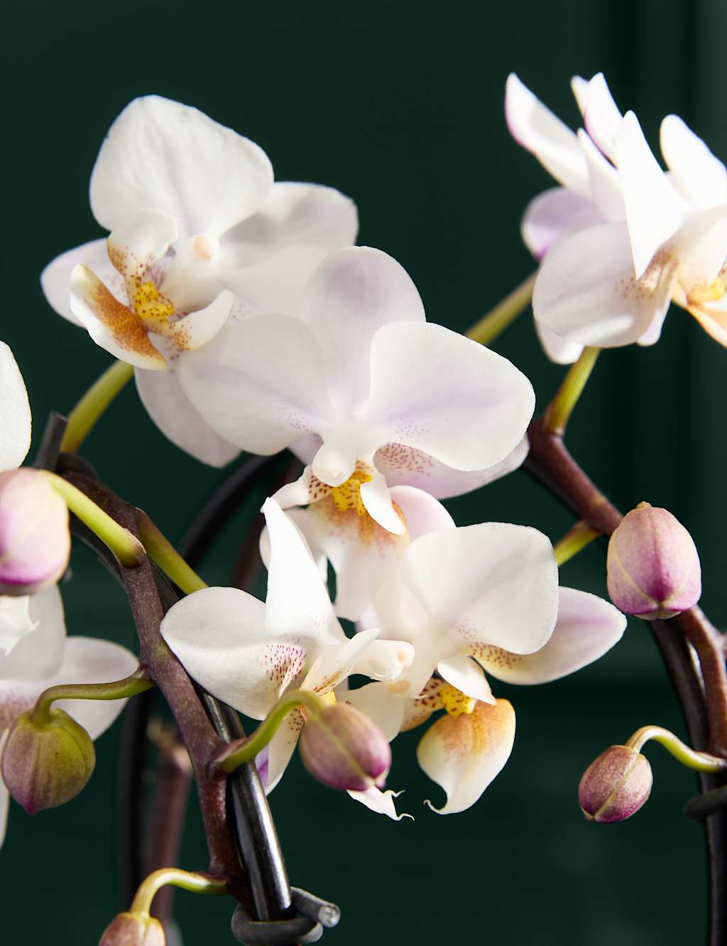White Miniature Phalaenopsis Cascade Orchid in Ceramic Pot