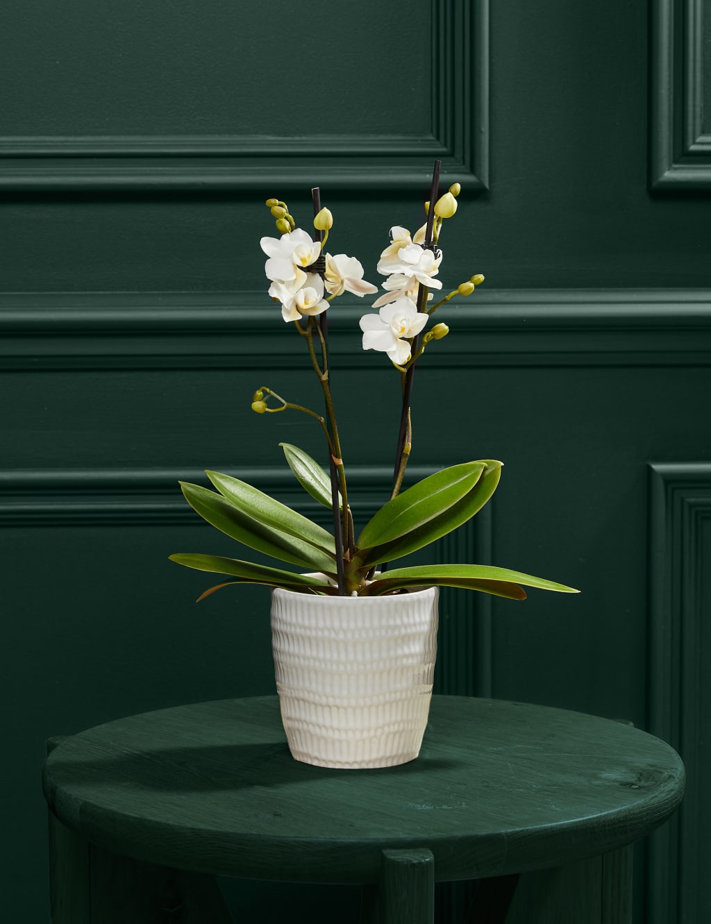 White Miniature Phalaenopsis Orchid in Ceramic Pot