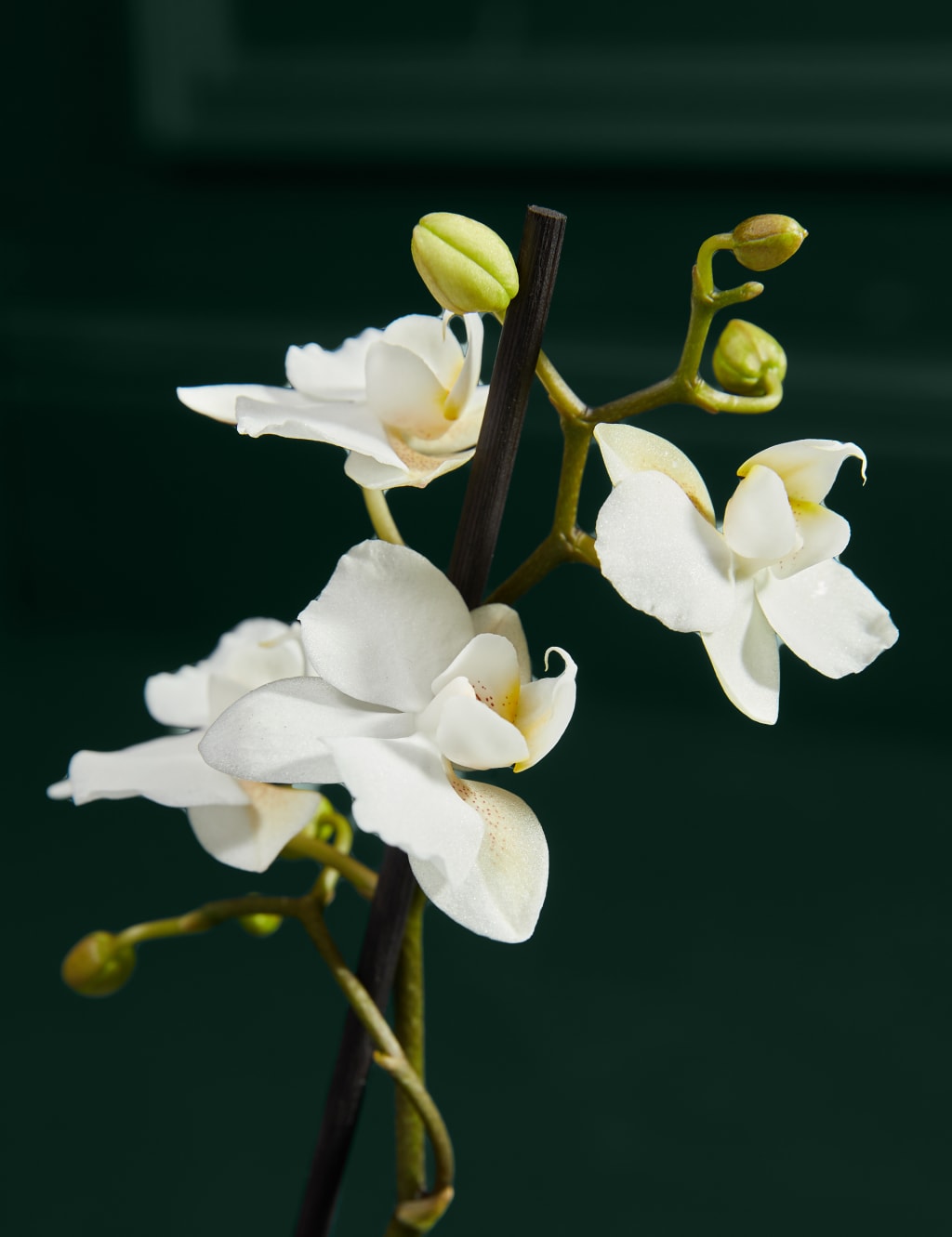 White Miniature Phalaenopsis Orchid in Ceramic Pot