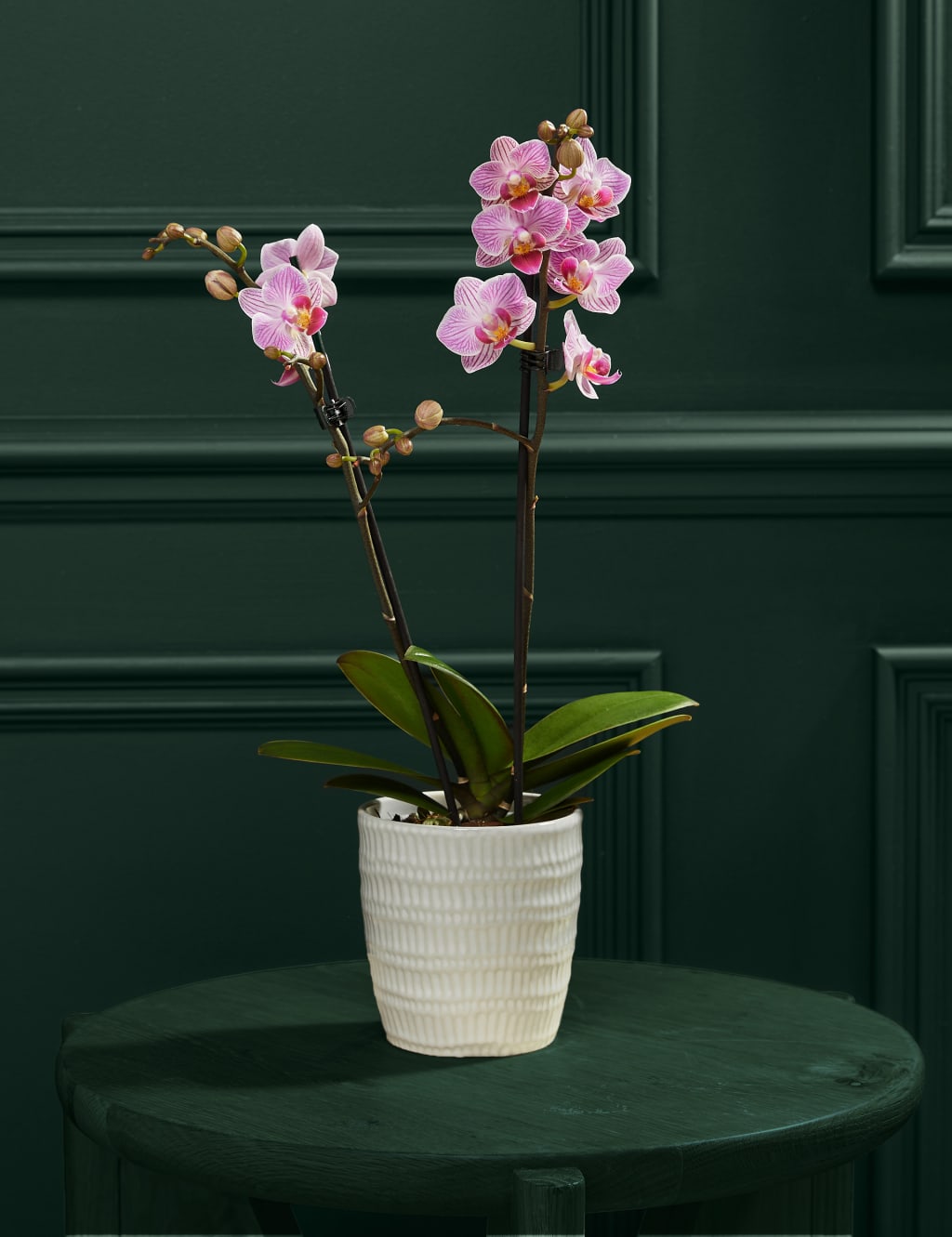 Pink Miniature Phalaenopsis Orchid in Ceramic Pot