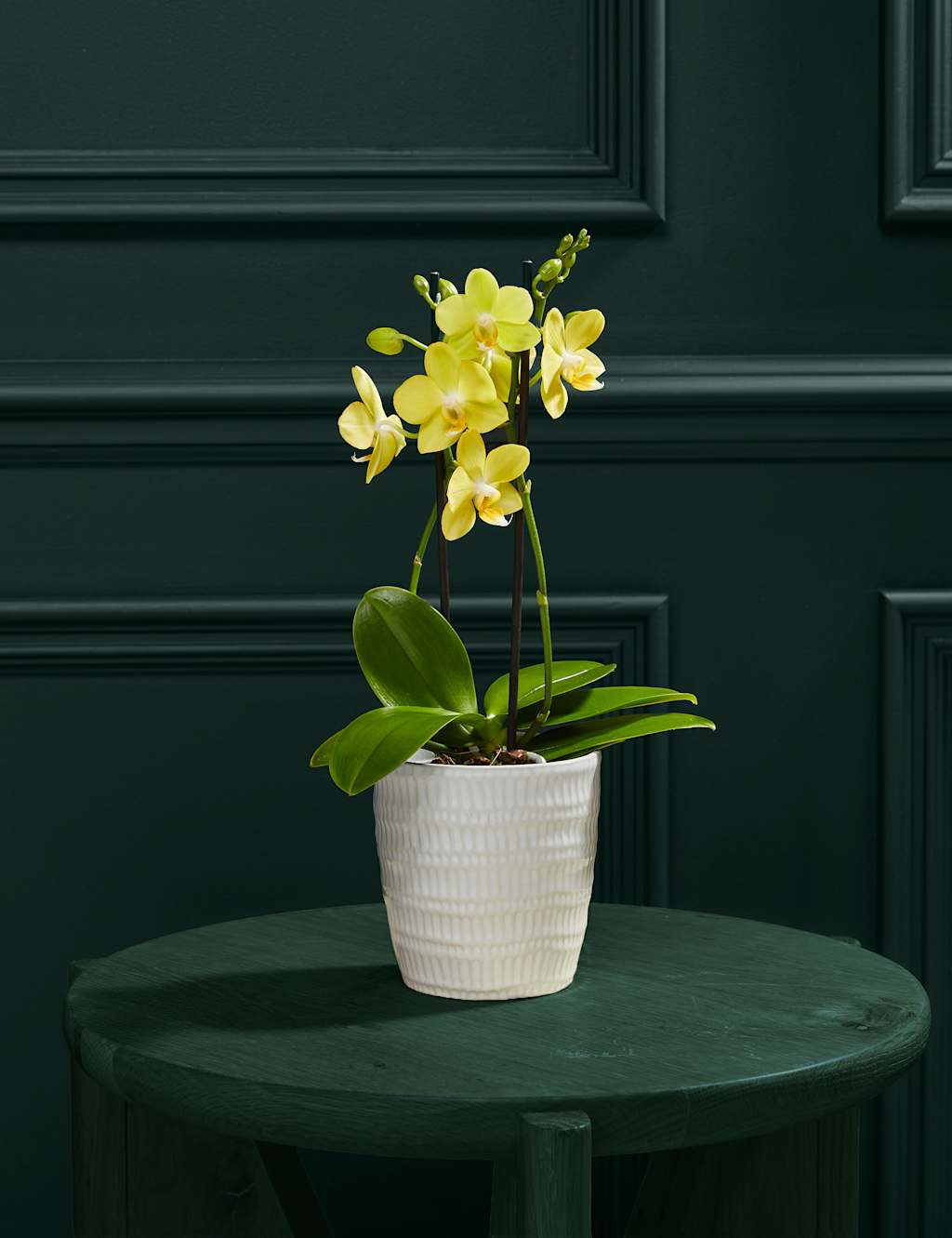 Yellow Miniature Phalaenopsis Orchid in Ceramic Pot