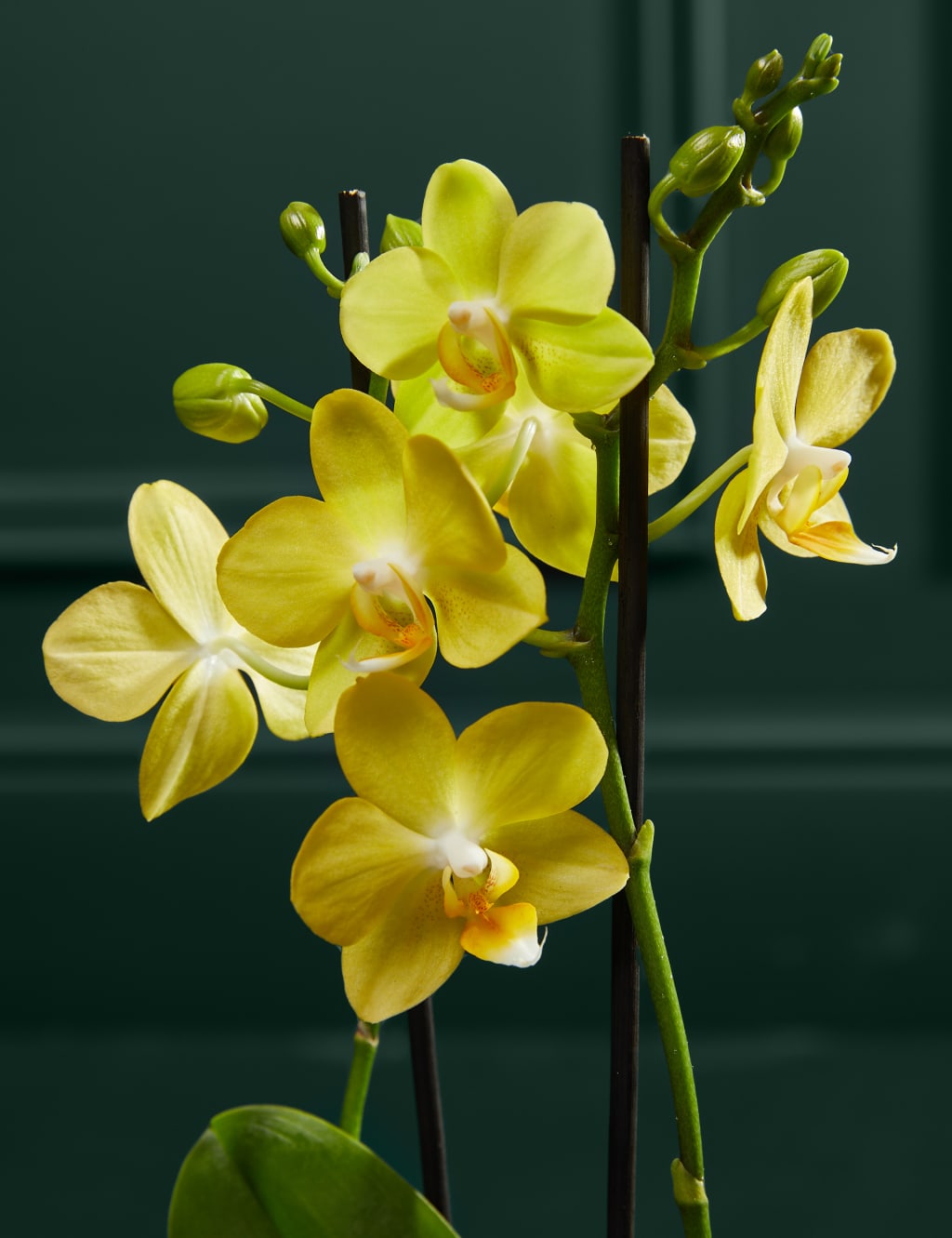 Yellow Miniature Phalaenopsis Orchid in Ceramic Pot