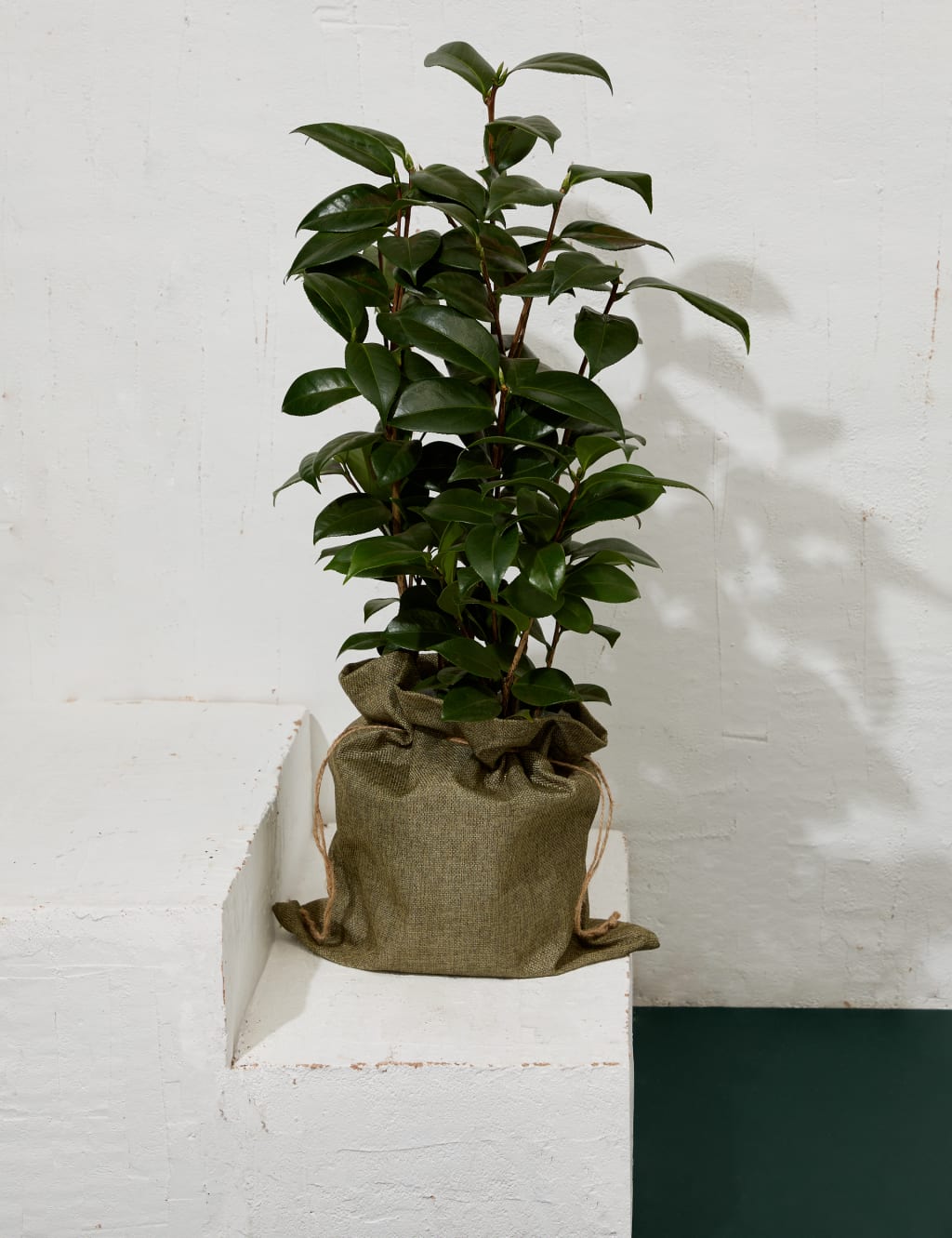 Camellia in Hessian Bag