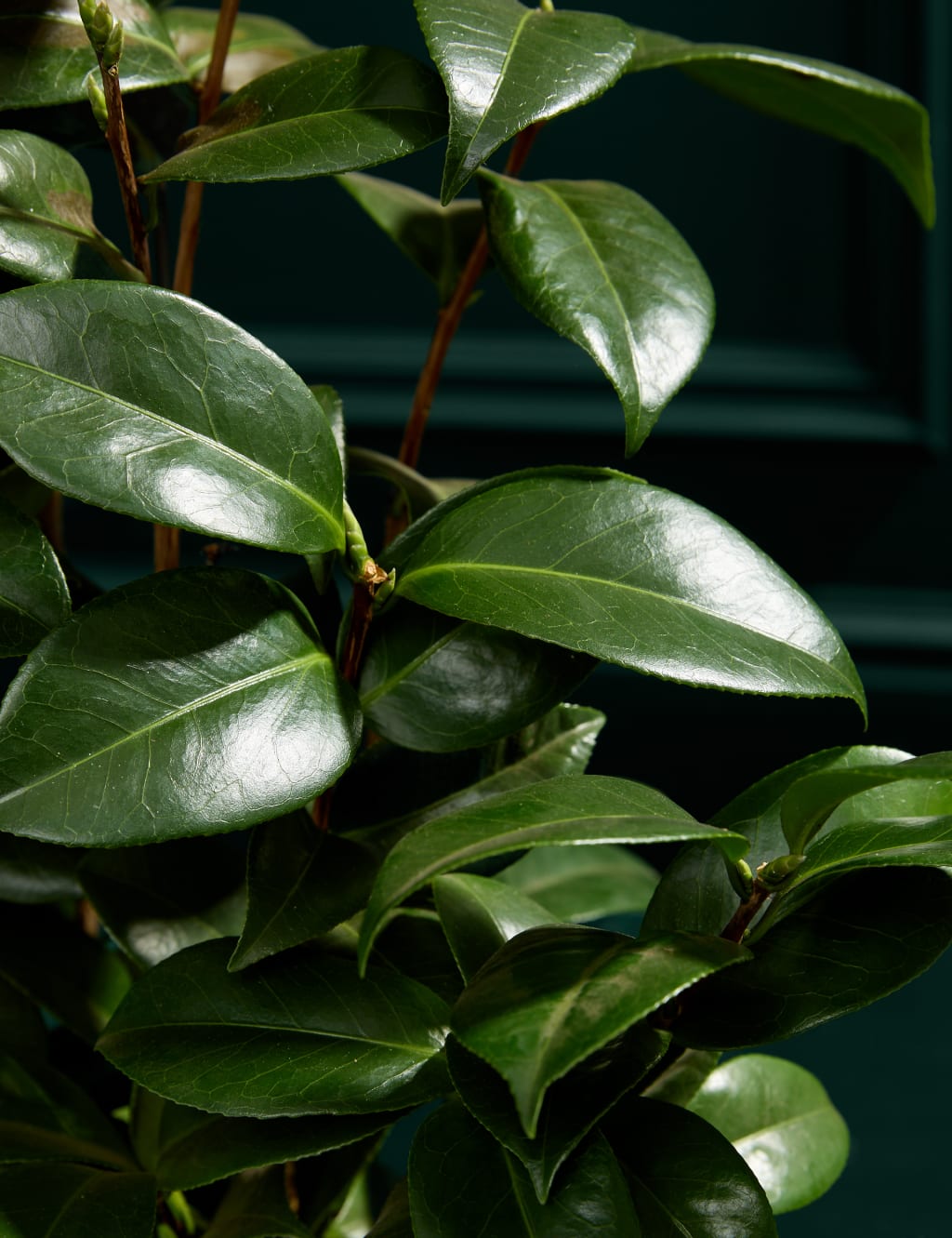 Camellia in Hessian Bag