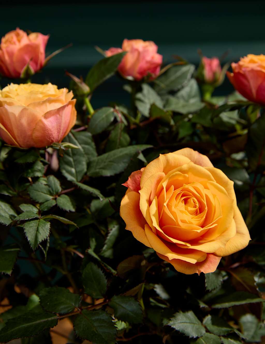 Rose Plant with Marc De Champagne Truffles