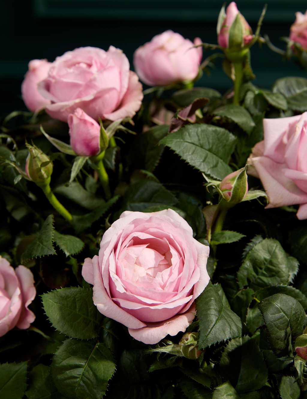 Mum's Pink Luxury Rose Basket