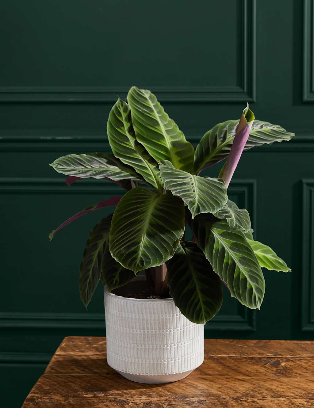 Large Calathea Plant