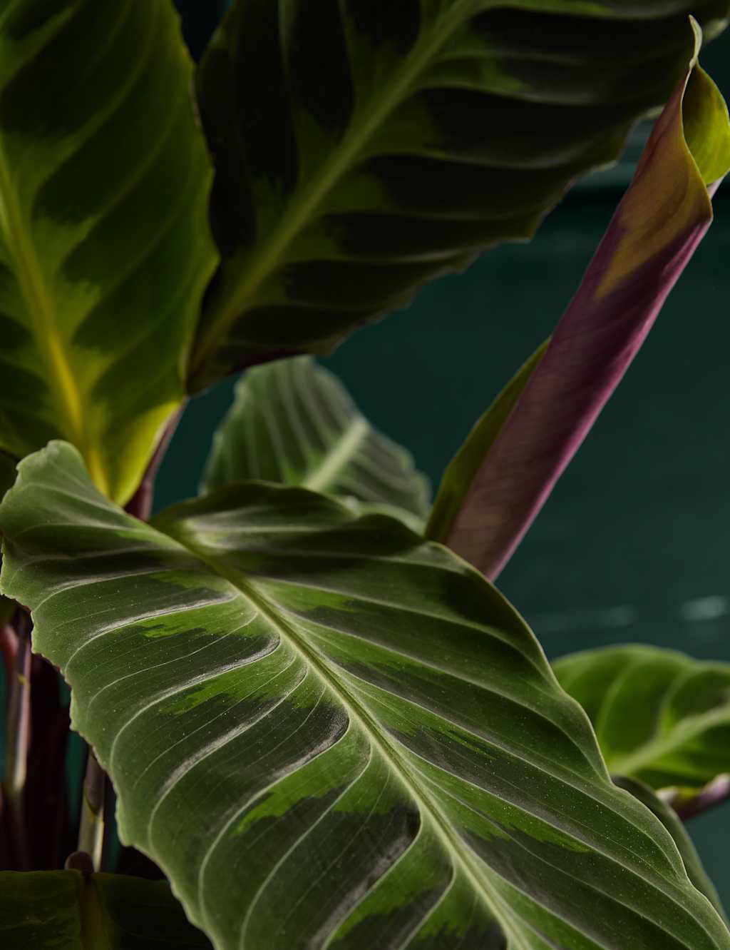 Large Calathea Plant