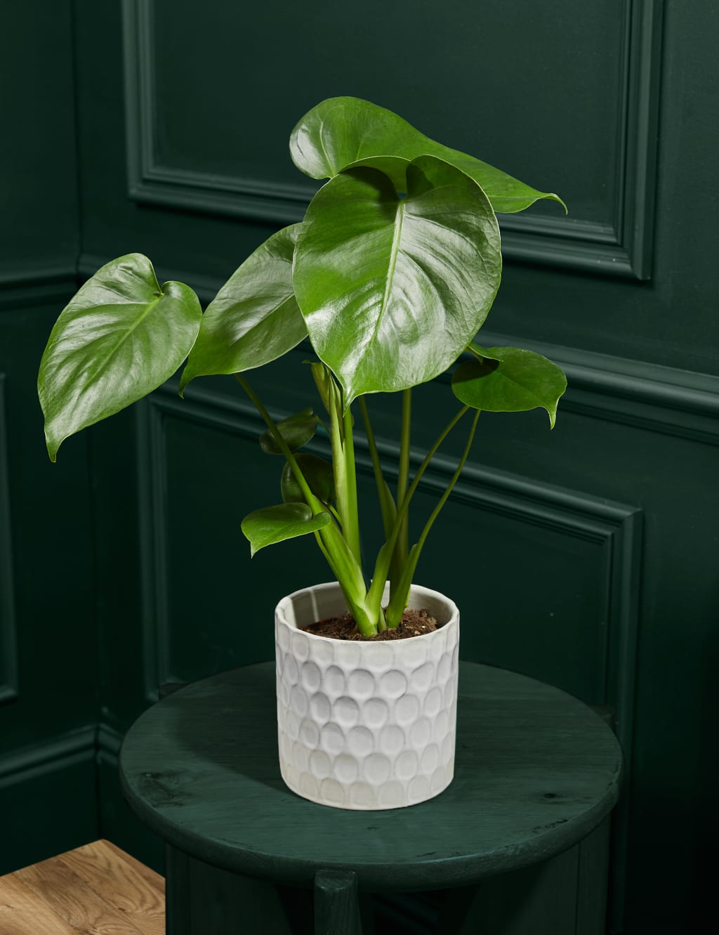 Medium Monstera (Swiss Cheese Plant) in Ceramic Pot