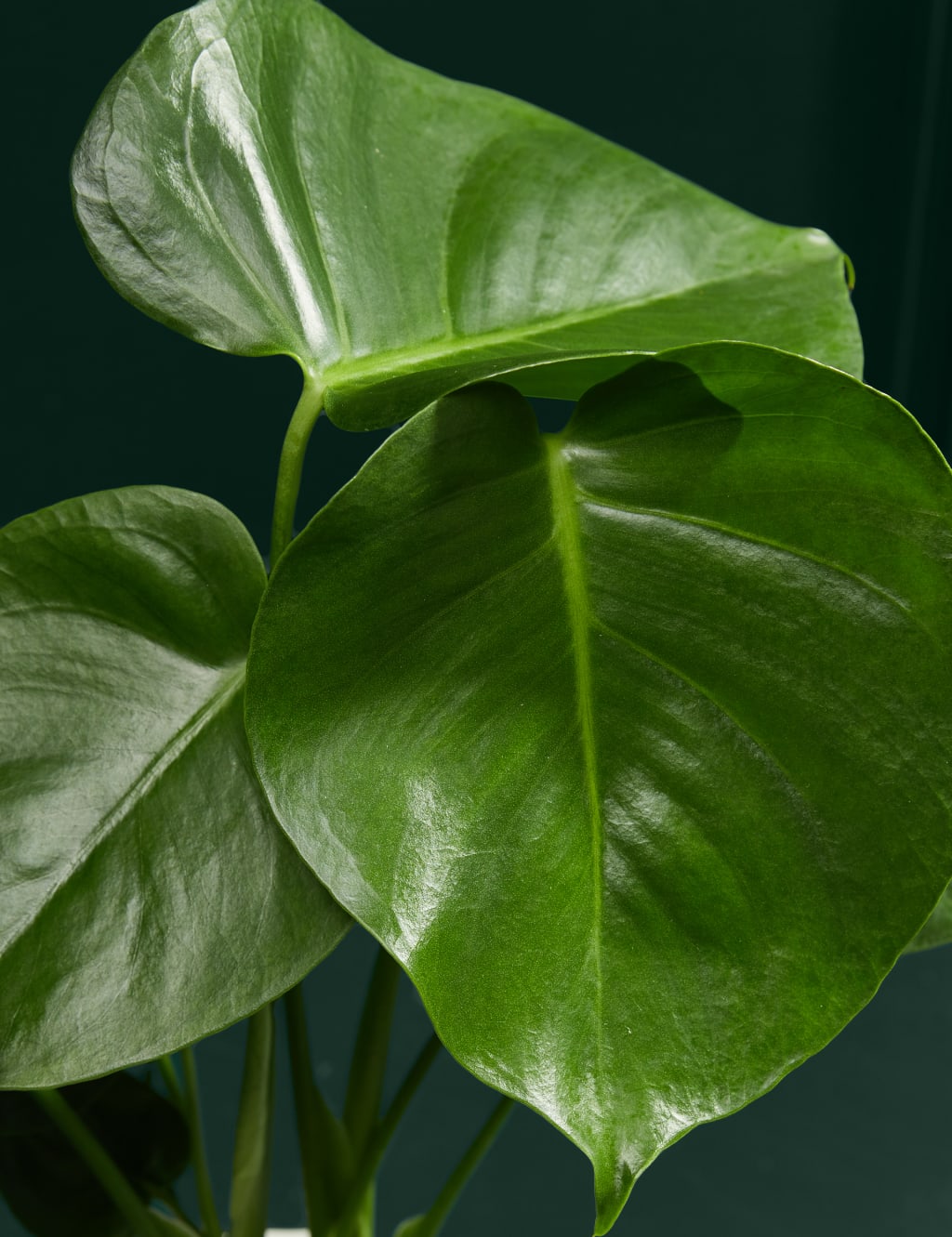 Medium Monstera (Swiss Cheese Plant) in Ceramic Pot