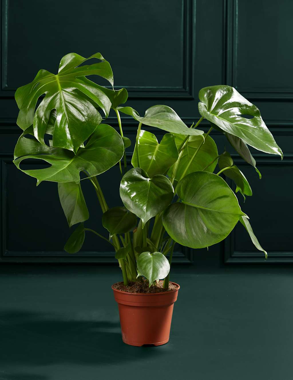 Large Monstera (Swiss Cheese Plant)