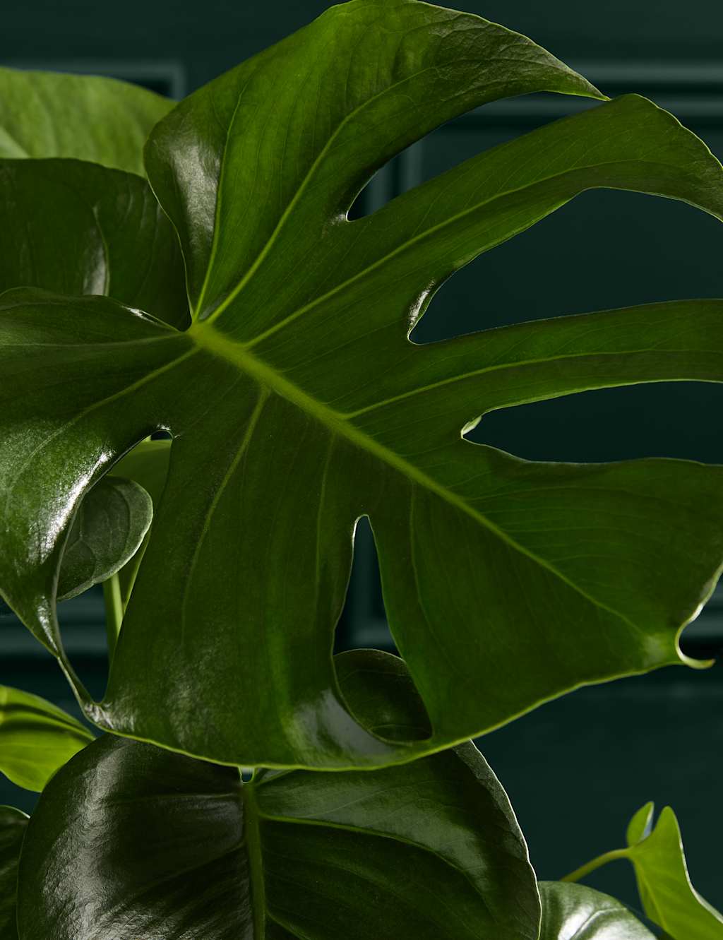 Large Monstera (Swiss Cheese Plant)
