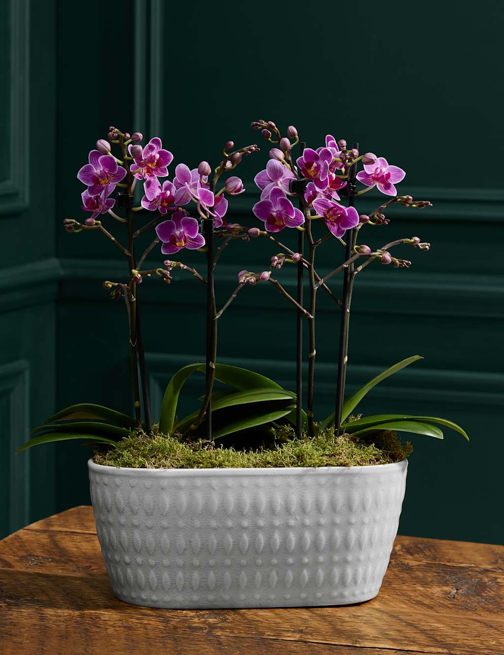 Miniature Phaelanopsis Orchid Planter in Ceramic Pot