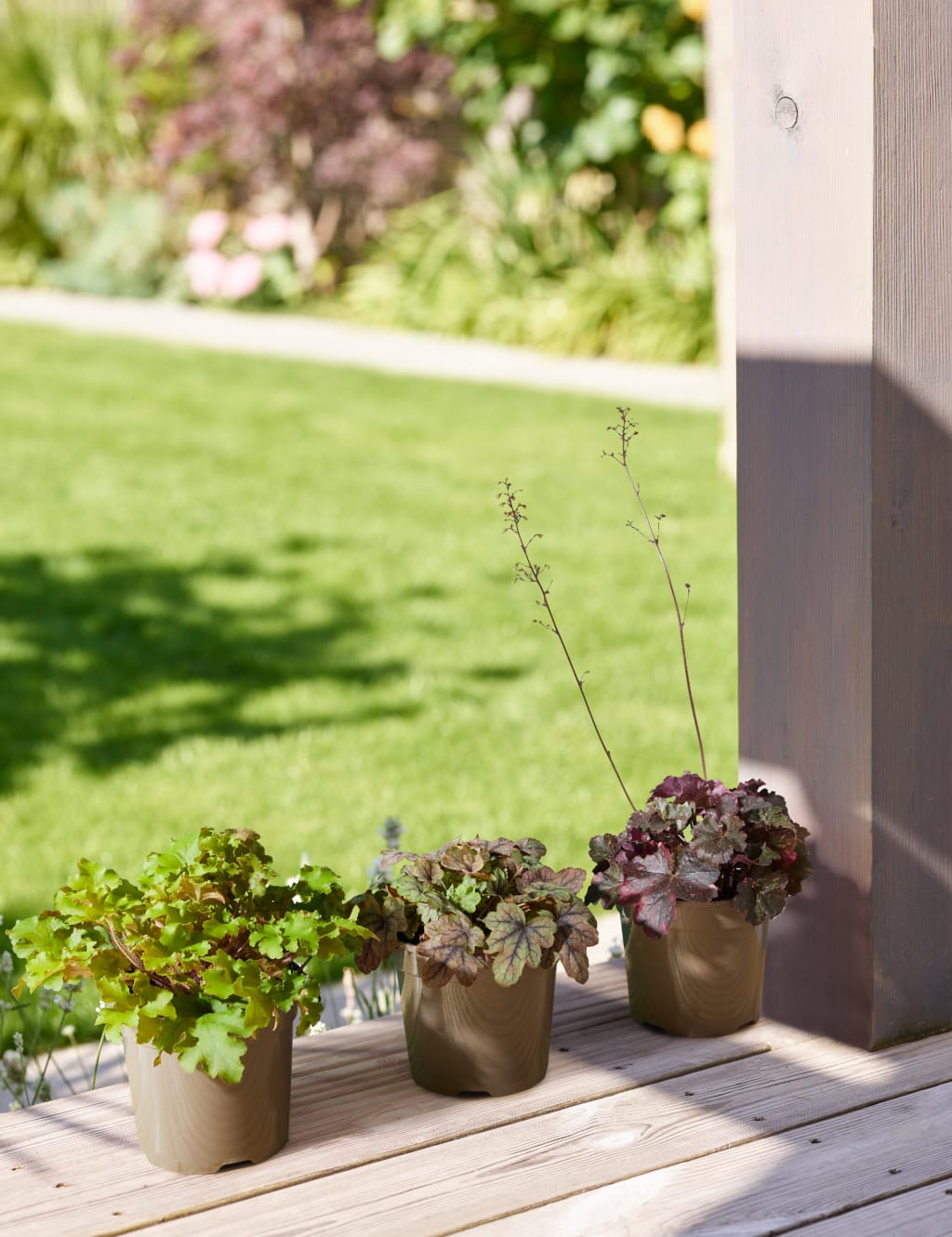 Heuchera Collection