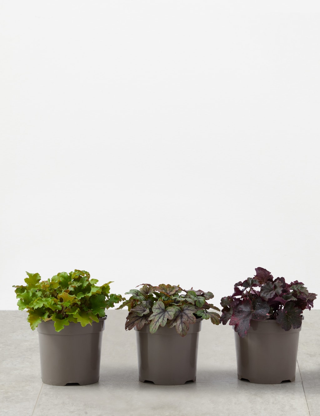 Heuchera Collection