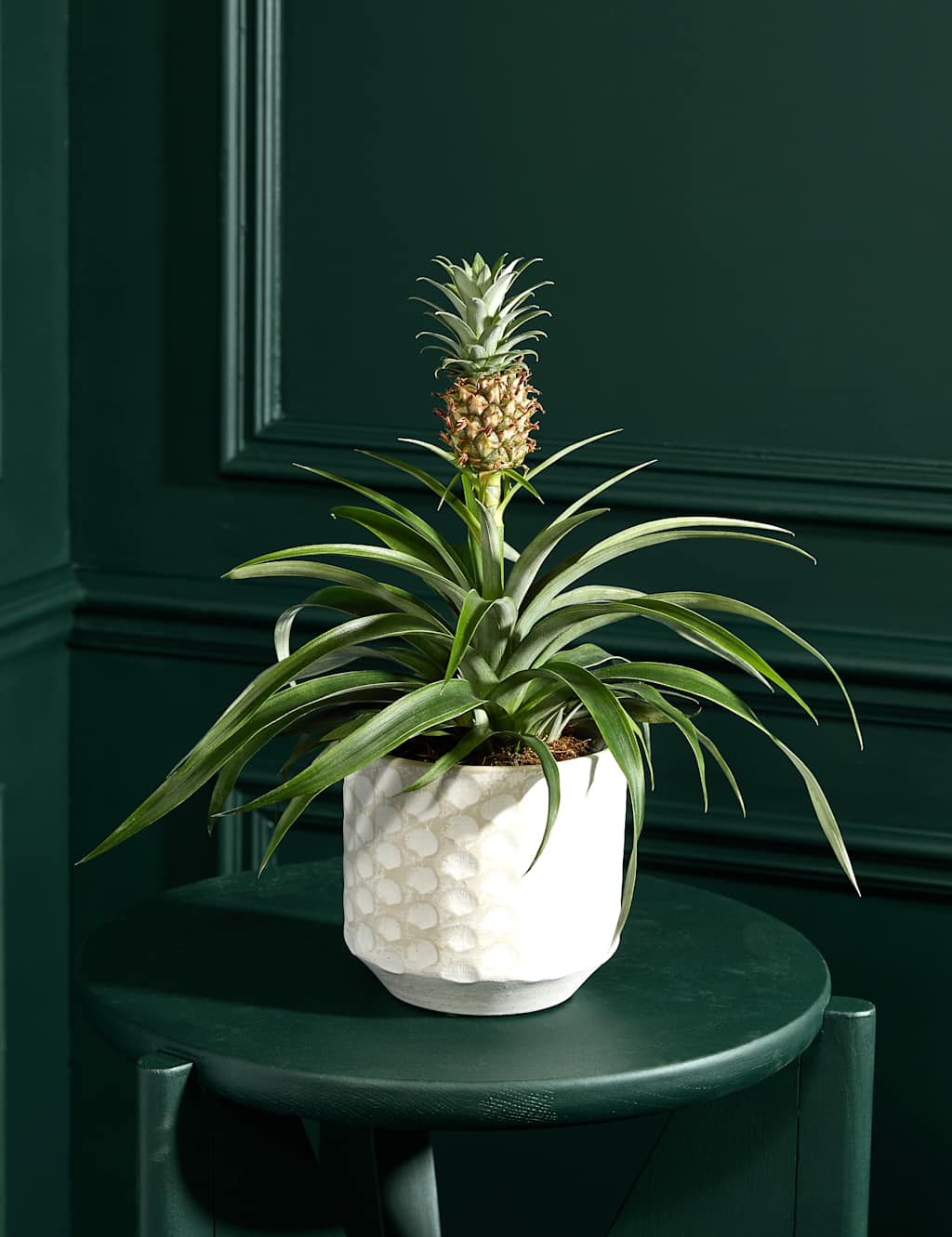 Flower Market Pineapple Plant in Ceramic Pot image