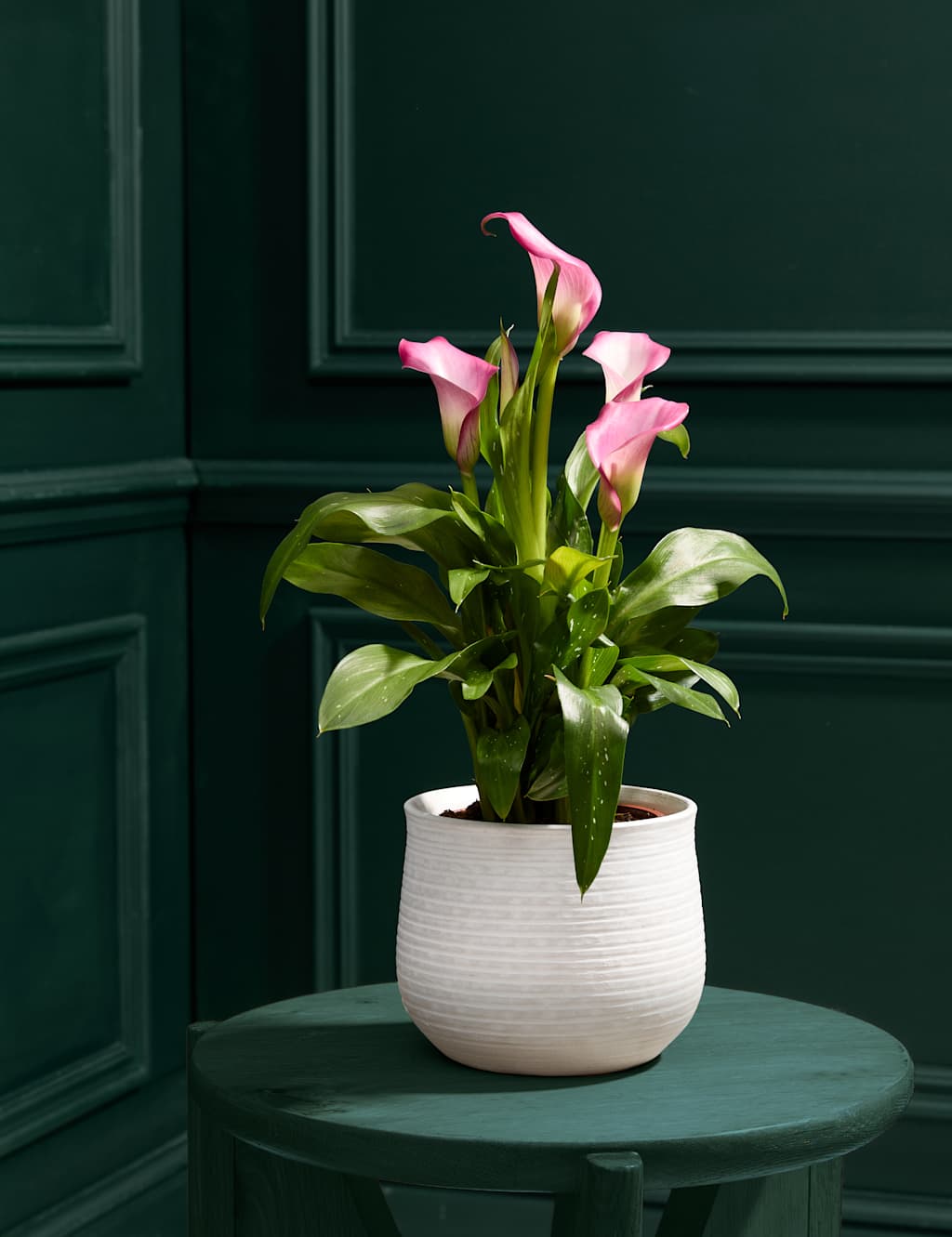 Calla Lily in Ceramic Pot
