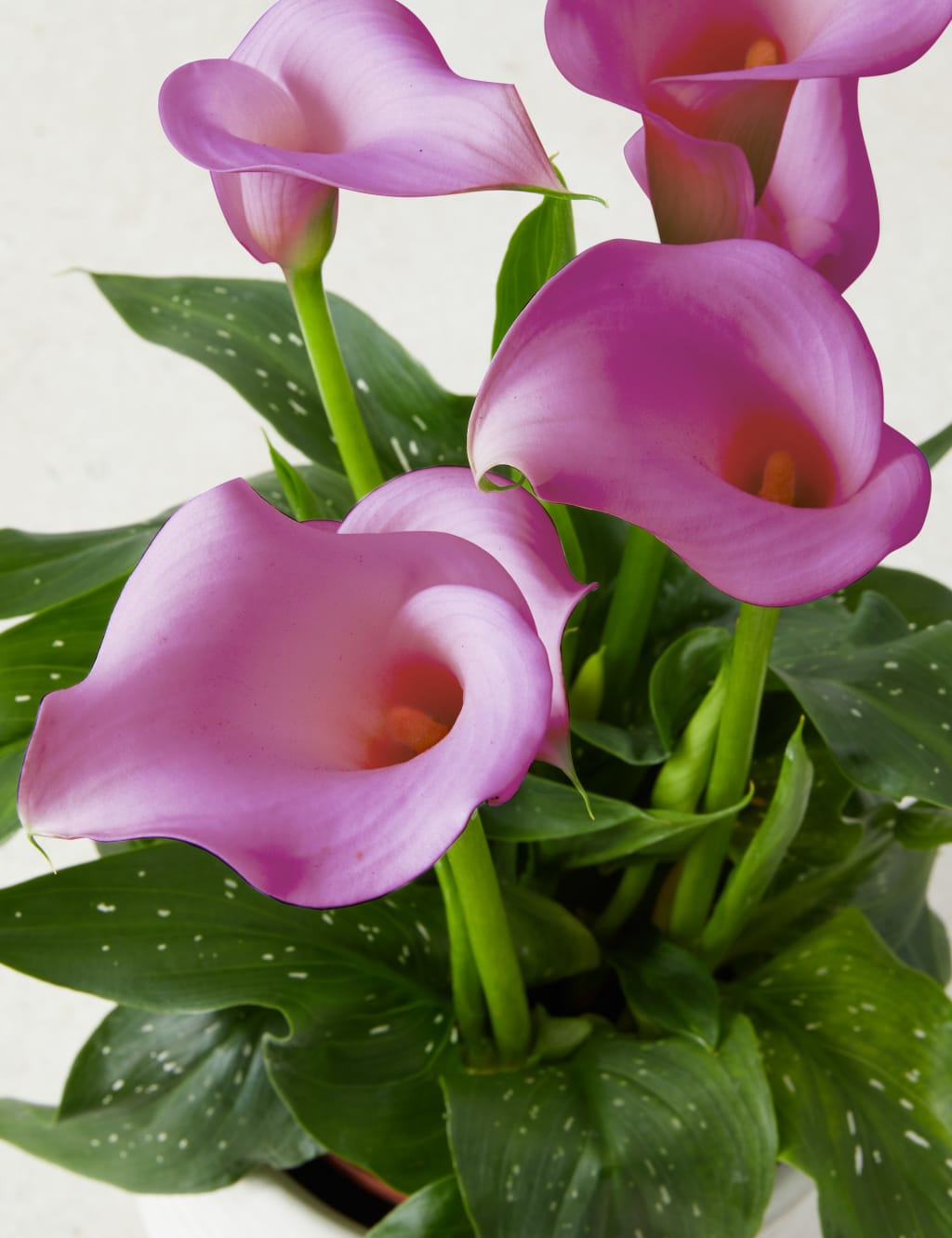 Clarks calla lily clearance