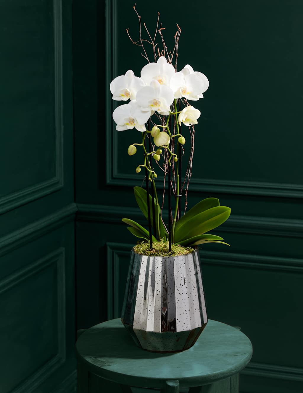 White Orchid Cascade in Silver Glass Pot