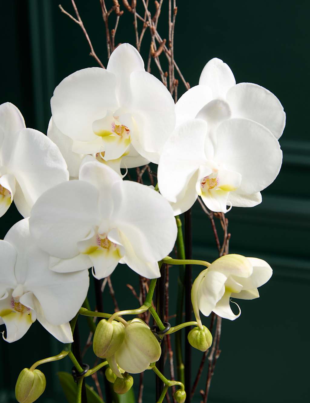 White Orchid Cascade in Silver Glass Pot