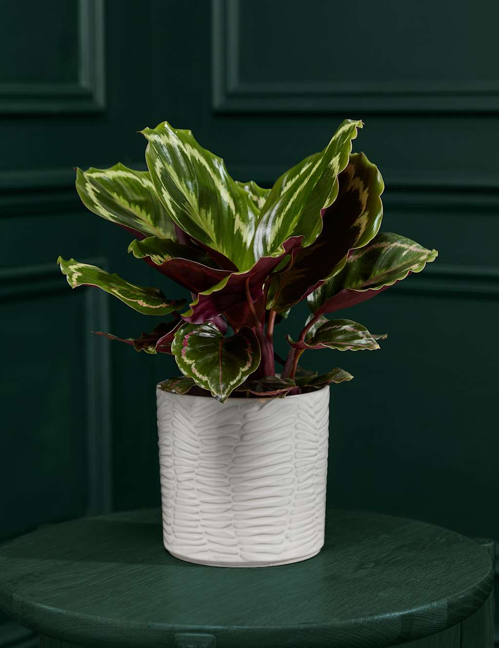 Medium Calathea in Ceramic Pot