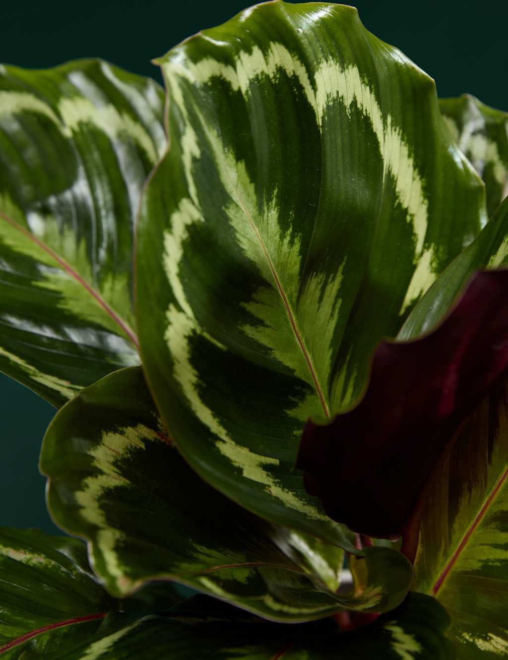 Medium Calathea in Ceramic Pot