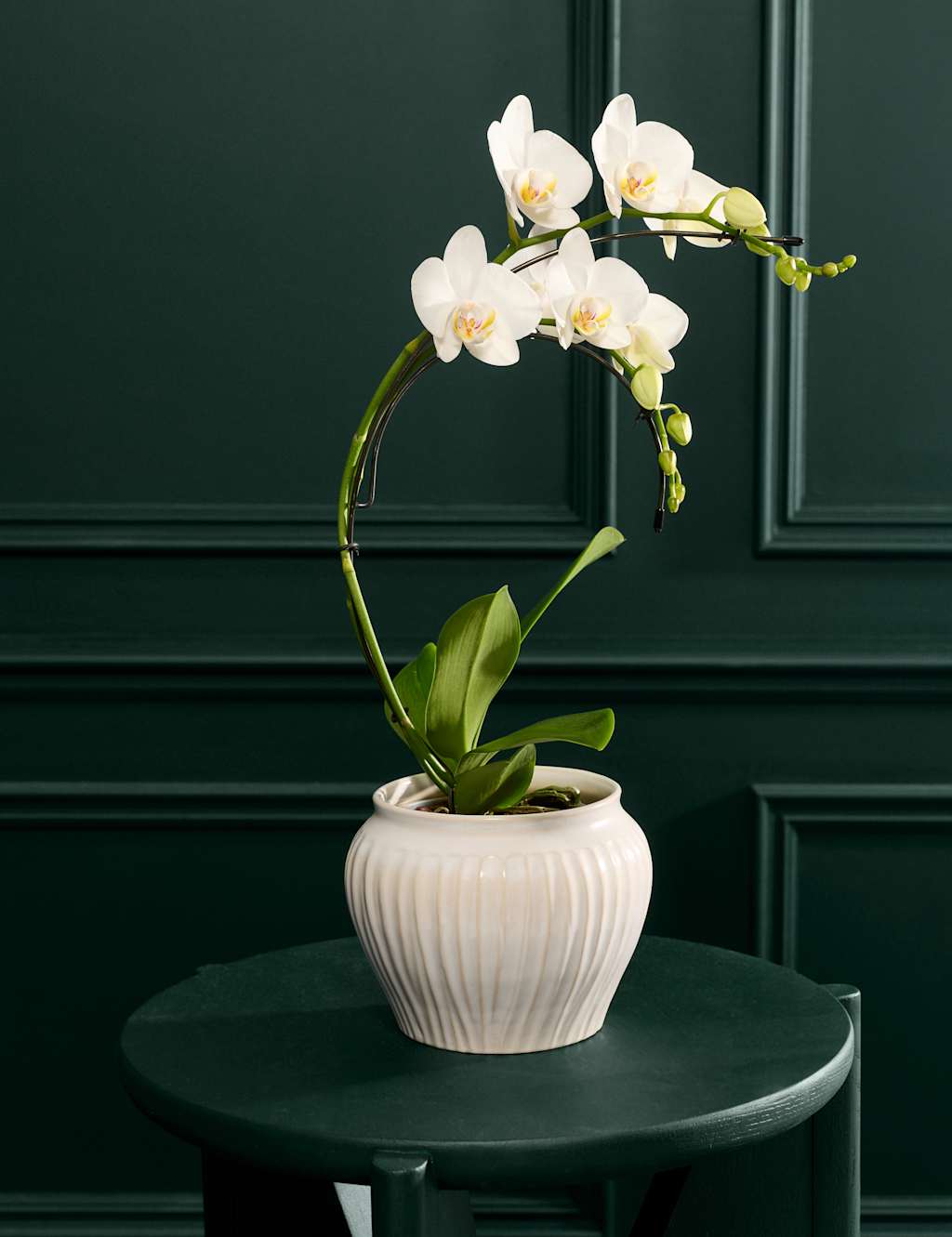 Flower Market Eclipse White Orchid with Ceramic Pot image