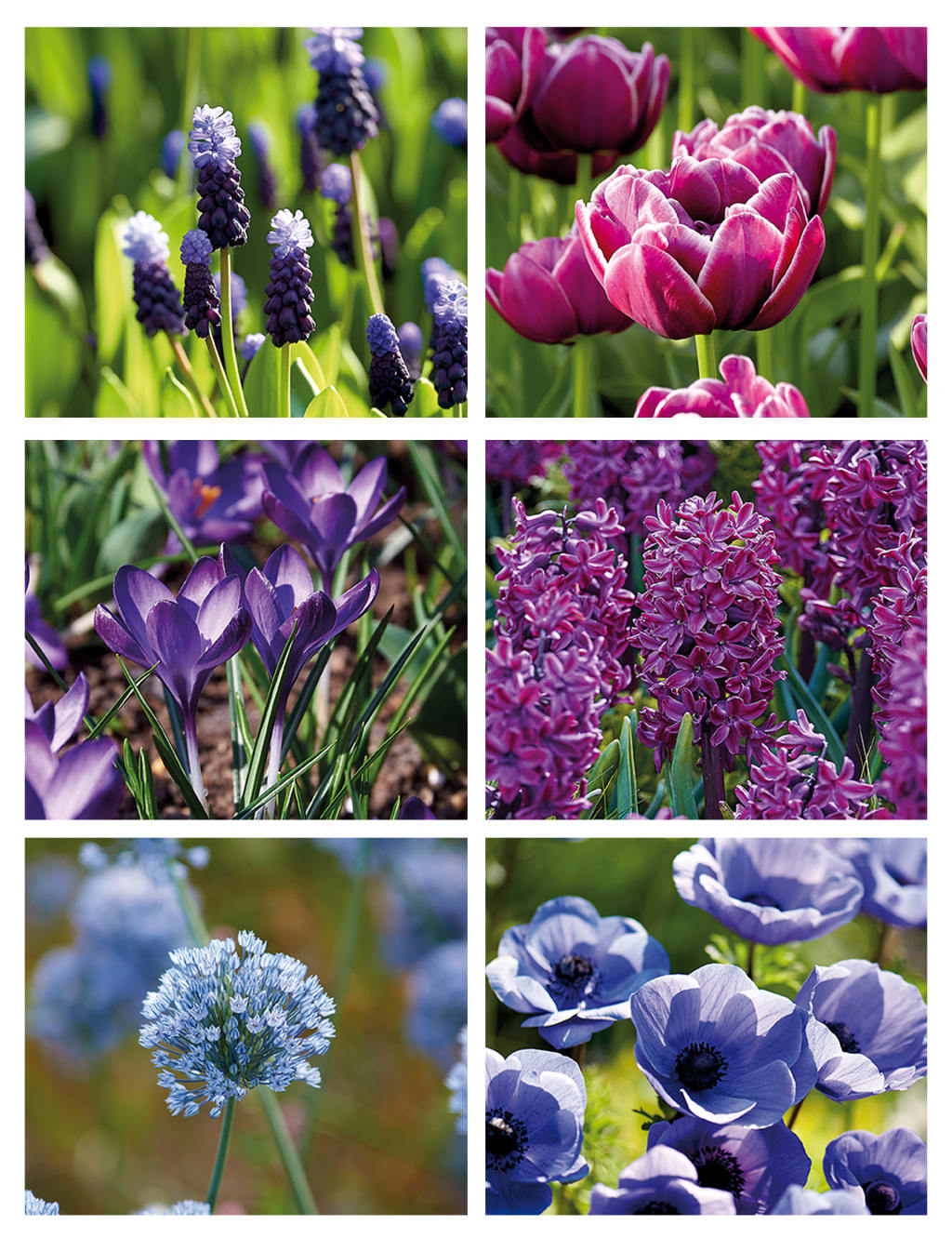 Berry Shades Flower Bulb Collection