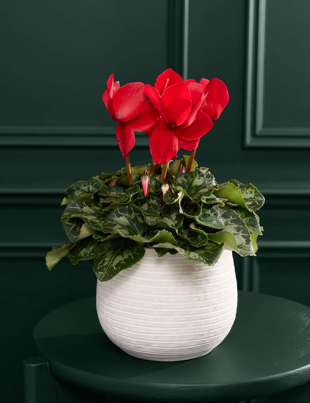 Flower Market Red Cyclamen in Ceramic Pot image