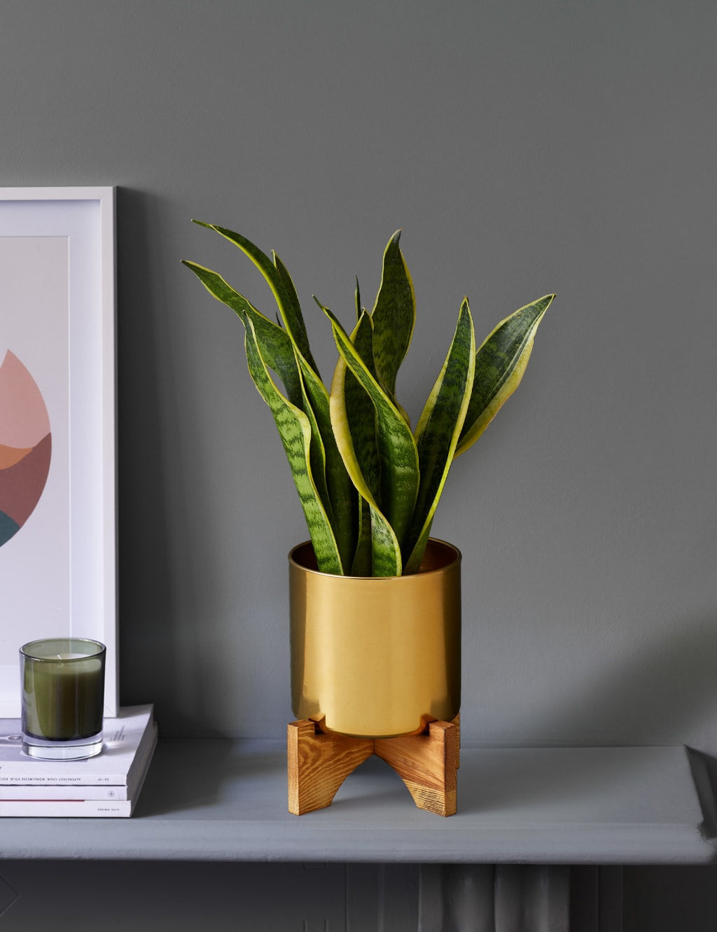 M&SSansevieriaTinwithWoodenStand image