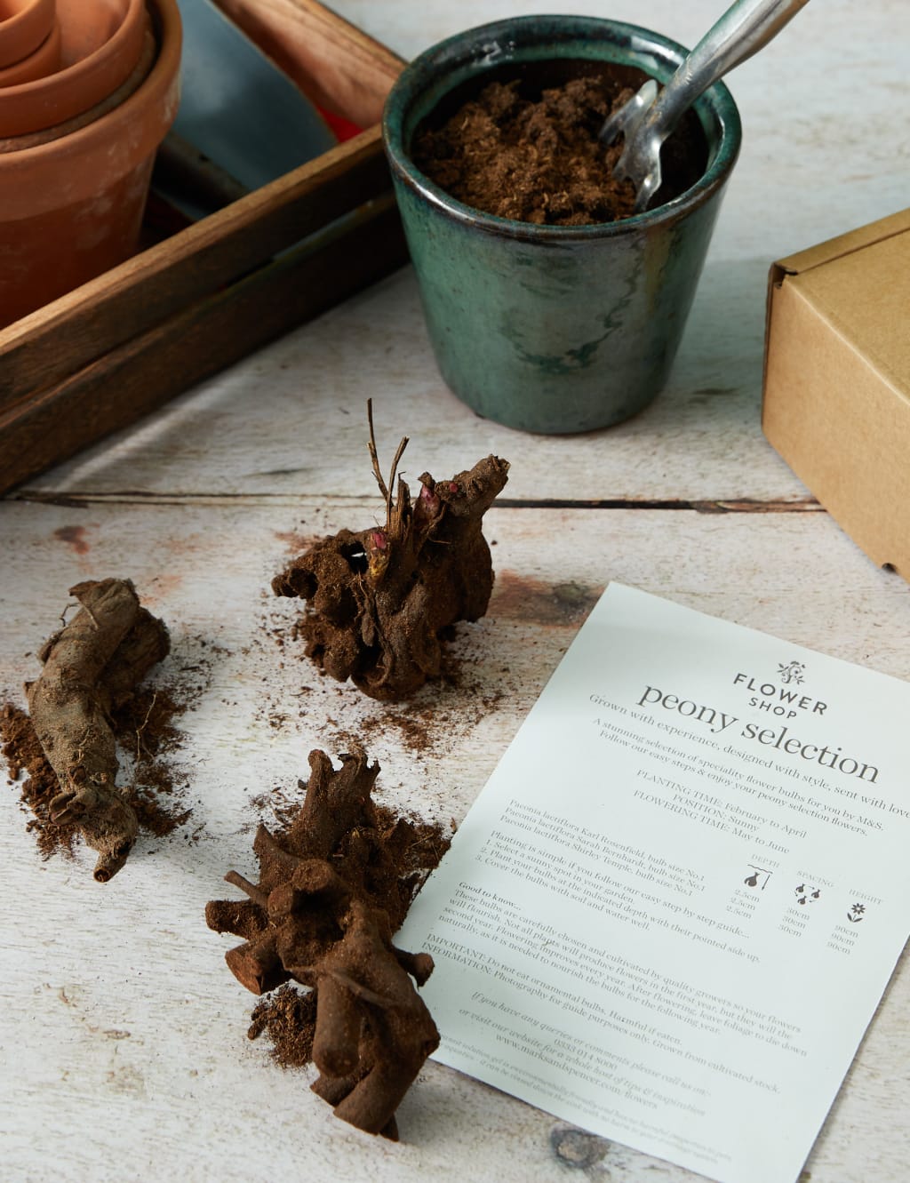 Peony Flower Bulb Collection