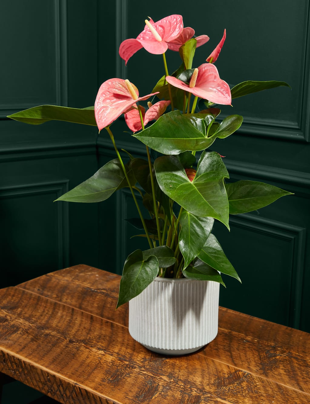Pink Anthurium in Ceramic Pot