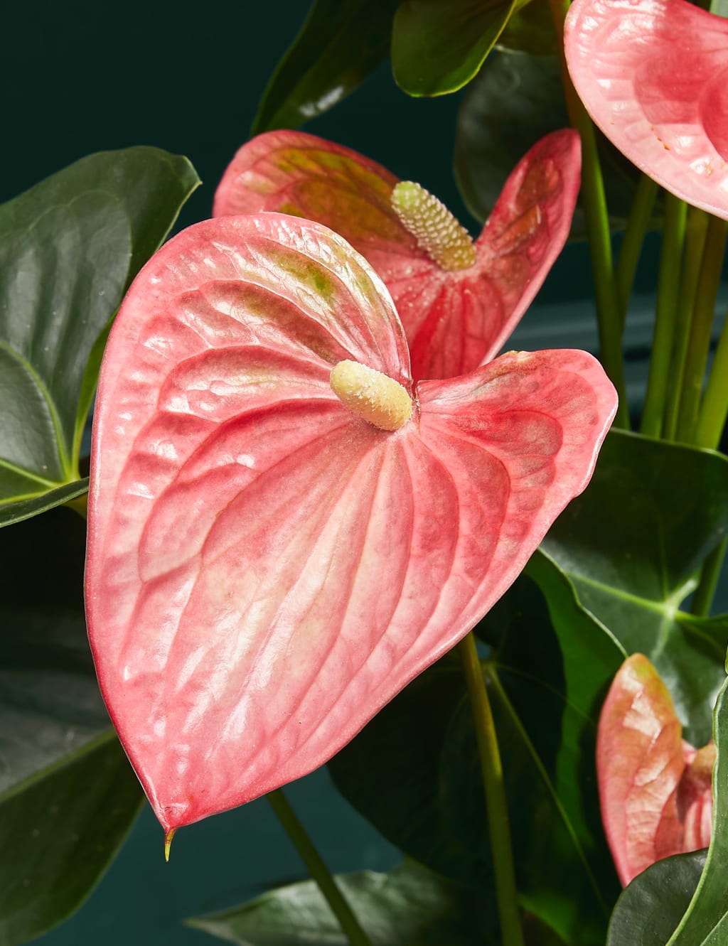 Pink Anthurium in Ceramic Pot